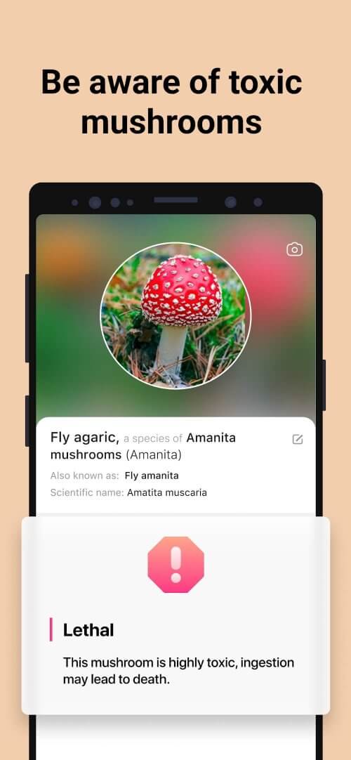 Picture Mushroom – Mushroom ID