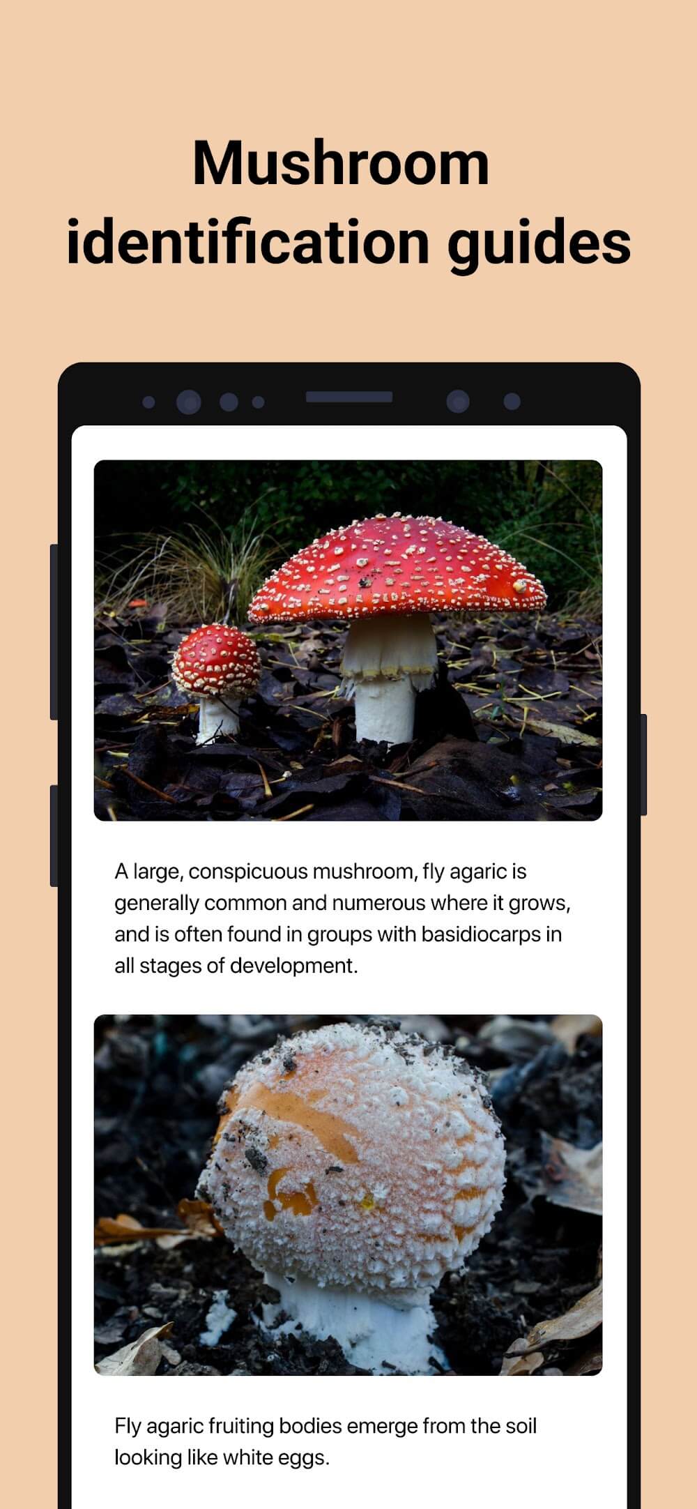 Picture Mushroom – Mushroom ID