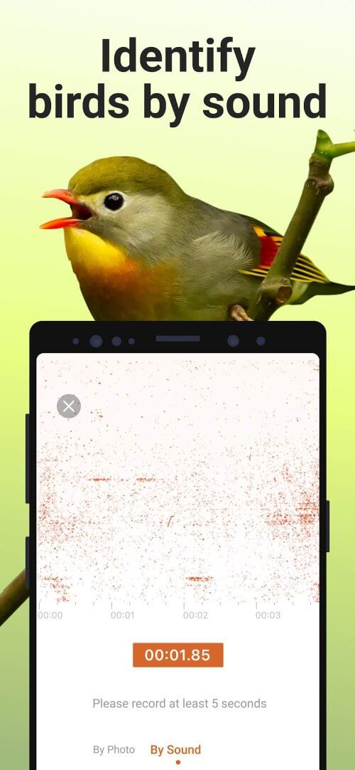 Picture Bird – Bird Identifier