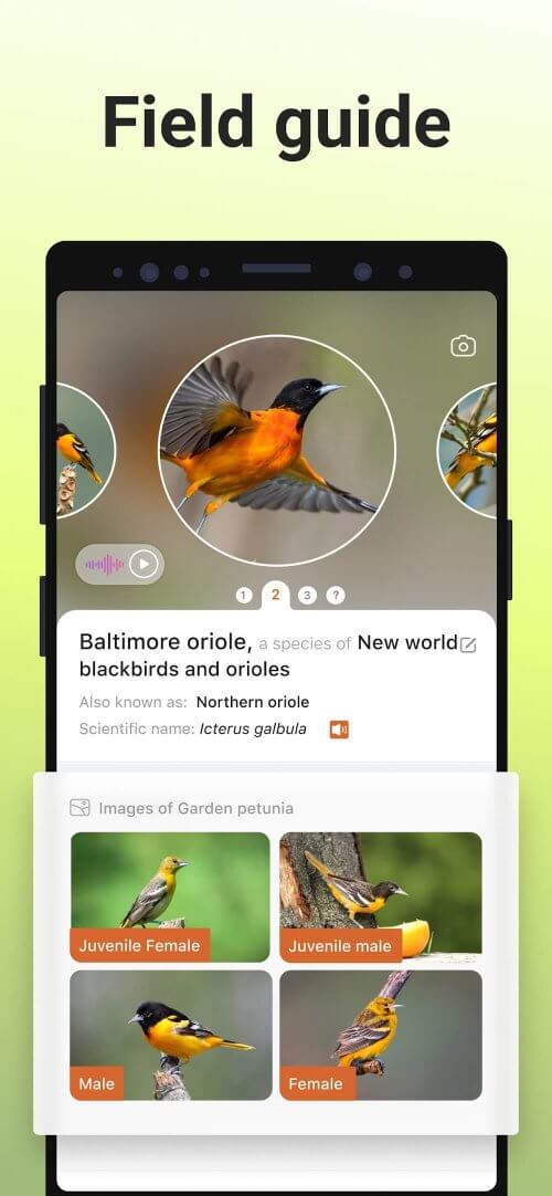 Picture Bird – Bird Identifier