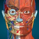 Anatomy Learning – 3D Anatomy