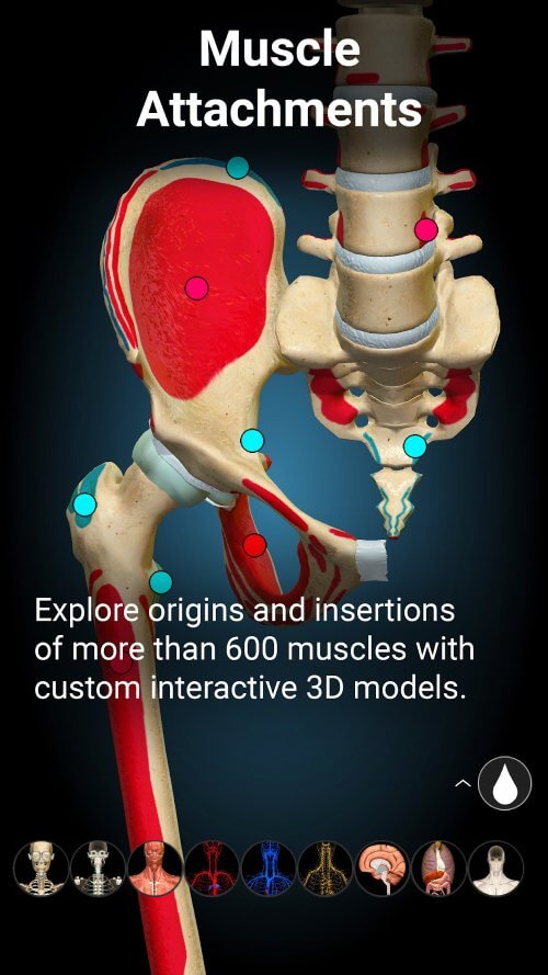 Anatomy Learning – 3D Anatomy