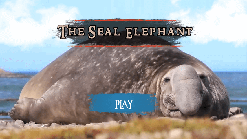 The Seal Elephant