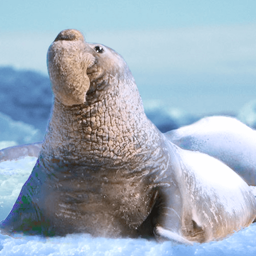 The Seal Elephant v1.2.7 MOD APK (Unlimited Money)