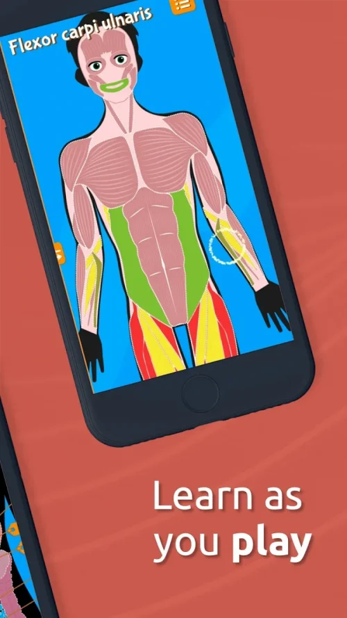Human Anatomy – Body parts