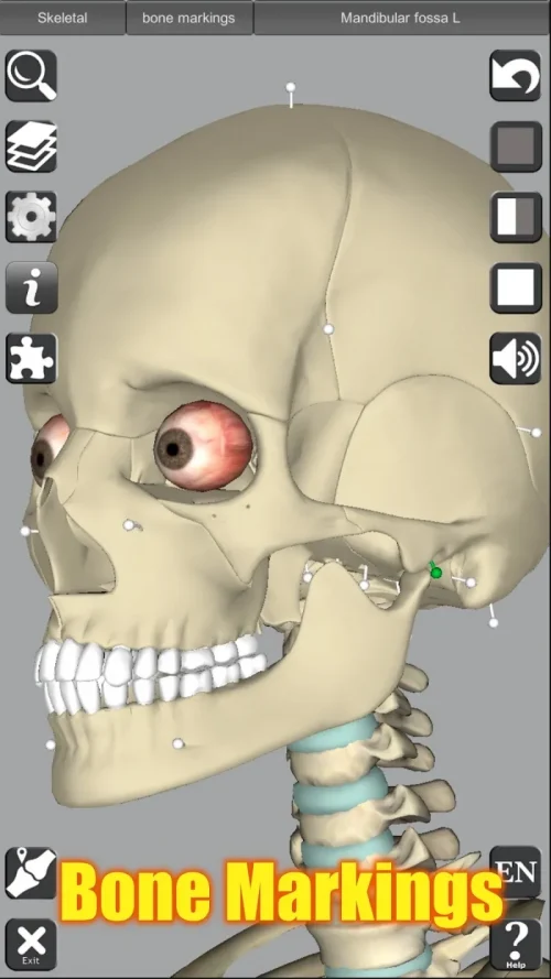 3D Anatomy