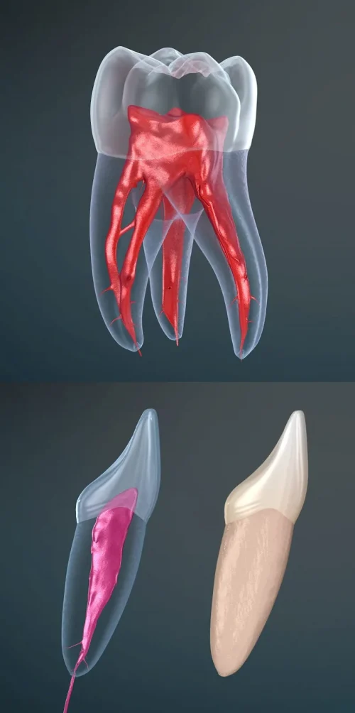 Dental 3D Illustrations