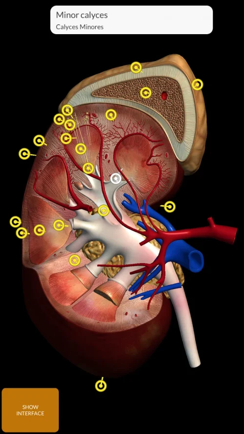 Anatomy 3D Atlas