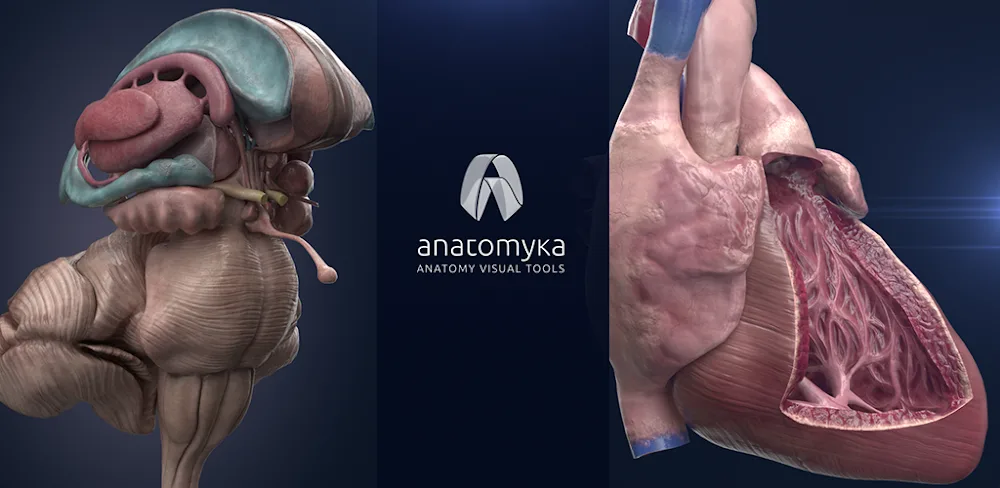 Anatomyka – 3D Anatomy Atlas