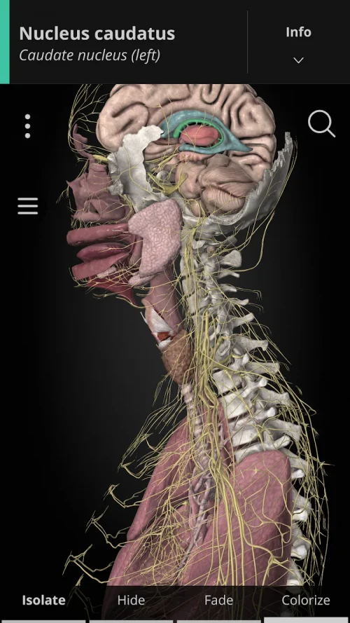 Anatomyka – 3D Anatomy Atlas