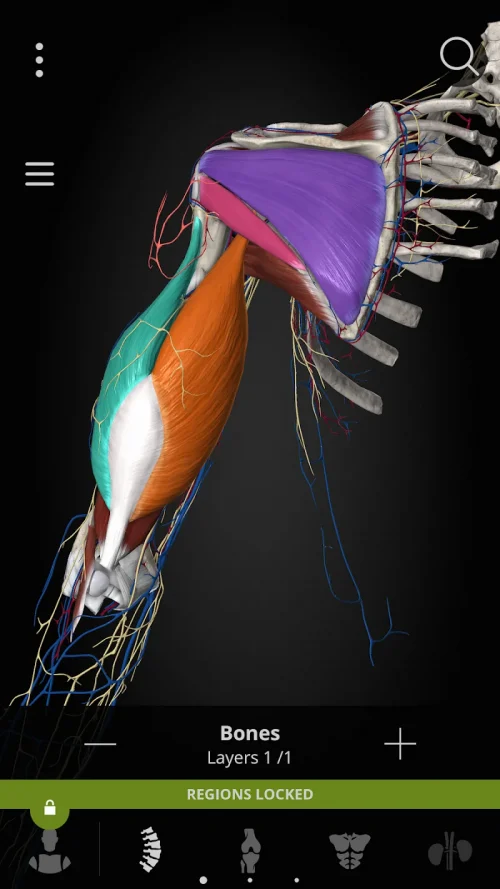 Anatomyka – 3D Anatomy Atlas