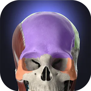 Anatomyka – 3D Anatomy Atlas