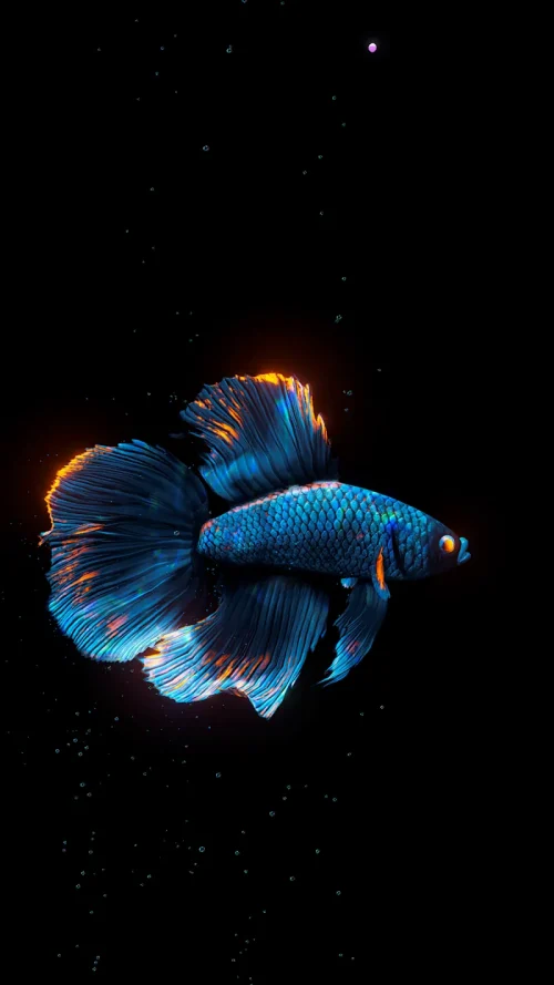 BETTA 120HZ