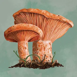 Mycelia The Board Game