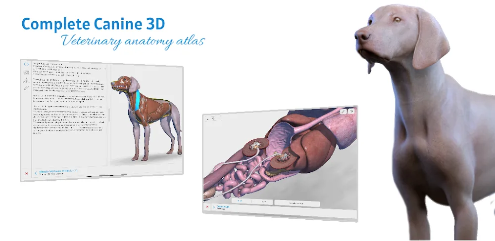 Complete Canine 3D – anatomy