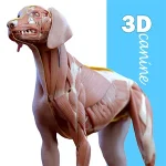 Complete Canine 3D – anatomy