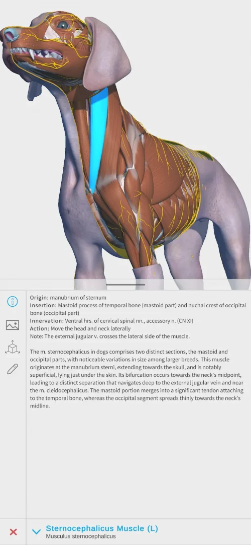 Complete Canine 3D – anatomy
