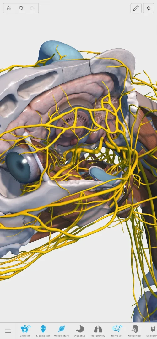 Complete Canine 3D – anatomy