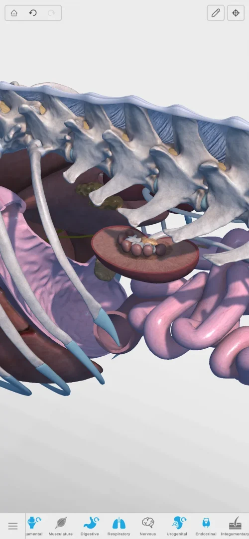 Complete Canine 3D – anatomy