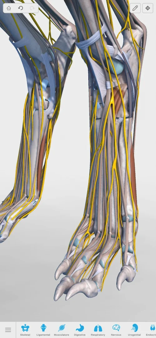 Complete Canine 3D – anatomy