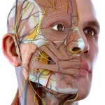 Visual Anatomy 3D – Human body