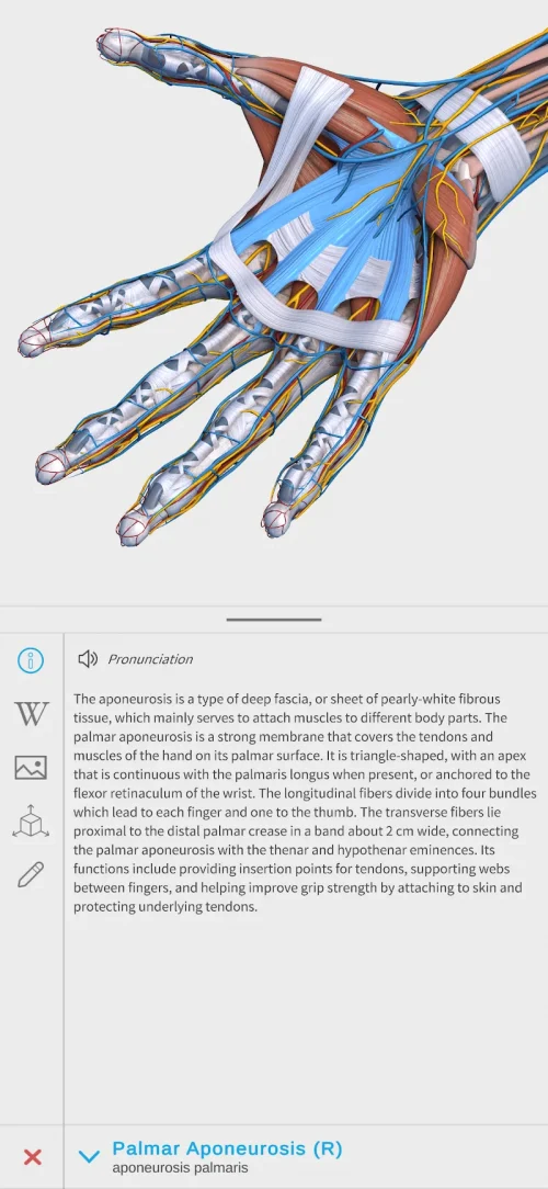 Visual Anatomy 3D – Human body